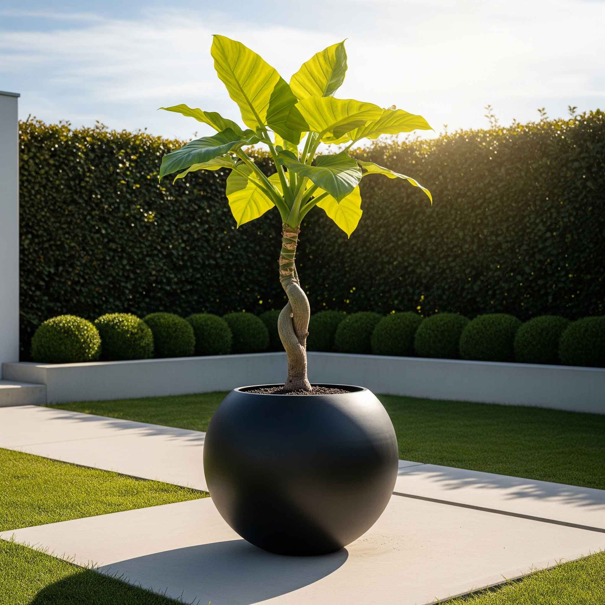 Aura Sphere Fiber Küre Saksı – Büyük Boy – Siyah